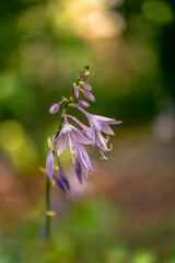 Blossoms of Hosta ventricosa with blurred background