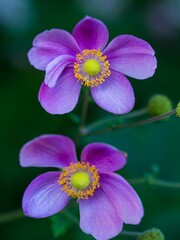 Japanese thimbleweed flowers grown in the garden in spring