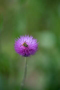 Bee pollinating a purple flower in the park in spring