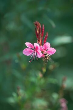 Bee pollinating a pink flower in the park in spring