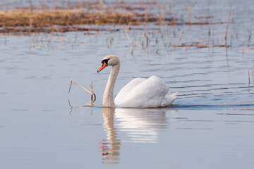 swan swimming in a pond with a grass stuck in the foreground
