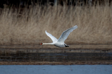 swan flies over the water
