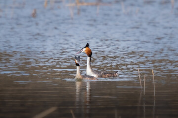 Two Great Crested Grebe in water on lake