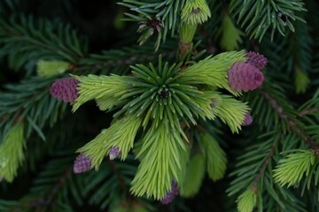 Vibrant pine tree bursting with lush, vibrant green foliage and adorned with abundance of cones