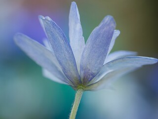 Fototapeta premium Scene of vibrant anemone wildflowers growing in a field