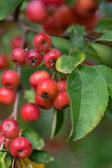 Close-up shot of red berries of Malus prunifolia grown in the garden in spring