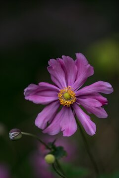 Purple Japanese thimbleweed blossom in the garden