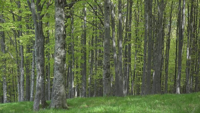 Fresh green beech trees in the forest
