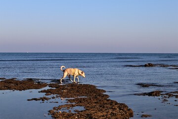 Beautiful Canaan dog running in the beach in the morning at the Ha-Shikmona beach in Haifa, Israel