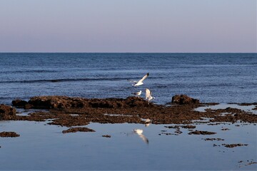 Seagulls flying over the reef early in the morning illuminated by the rising sun, Haifa, Israel