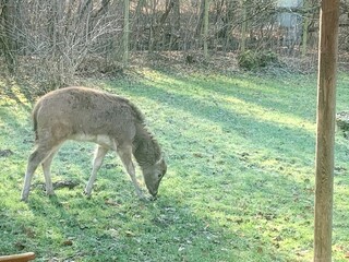 Beautiful friendly tame David's deer