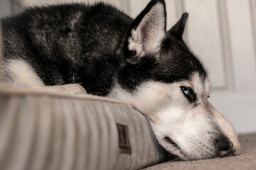 a black and white husky dog laying on a cushion in a room