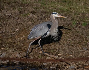 Great blue heron bird standing on lush green grass.