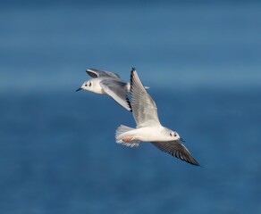 Birds soar through the sky over the vast ocean.