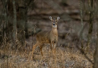 Naklejka na ściany i meble a deer standing in the grass, looking off to the side