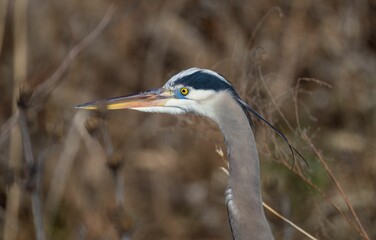 Closeup shot of a great blue heron with vibrant yellow eyes, a long neck and an orange beak.