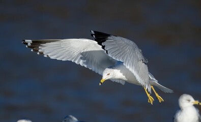 Majestic ring-billed gull soars above a lake.