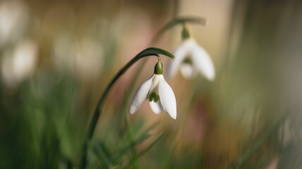 Meadow with white snowdrop flowers in spring