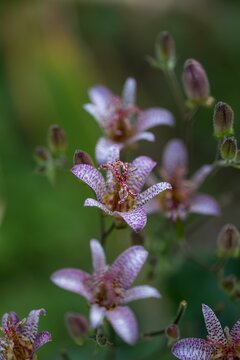 Vibrant and colorful Japanese toad lily in pink and purple colors in spring