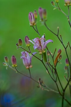 Vibrant and colorful Japanese toad lily in pink and purple colors in spring