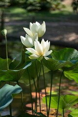 Tranquil scene of two pristine white lotus flowers blooming elegantly on the edge of a tranquil pond