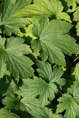 Vertical shot of green leaves of a plant in the forest