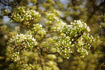Flowering pear tree branch in spring garden