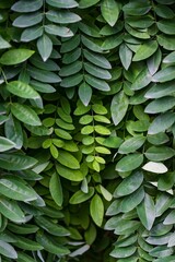 Vertical shot of green leaves of a plant in the forest