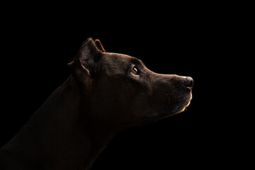 old american pit bull terrier dog sitting head profile portrait on a black background in the studio