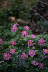 Vibrant landscape of rolling green grass and vibrant small purple flowers