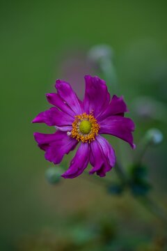 Close-up shot of a purple Japanese thimbleweed grown in the garden in spring