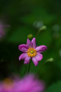 Close-up shot of a purple Japanese thimbleweed grown in the garden in spring