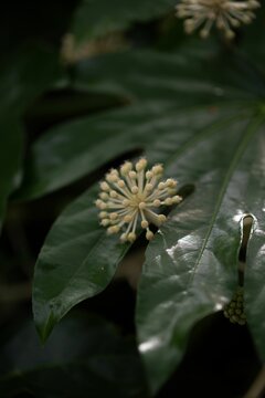 Vertical shot of Paperplant flower in spring