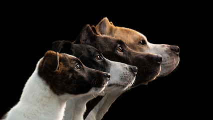 group of four dogs sitting head profile portrait on a black background in the studio