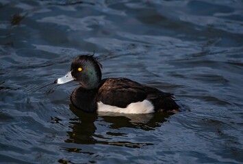 Tufted duck with yellow eyes swimming in a pond