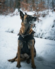 German shepherd dog in clothing sitting on the snowy in a snowy forest