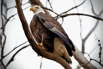 Majestic bald eagle perched atop a snow-dusted tree branch in a wintery forest setting