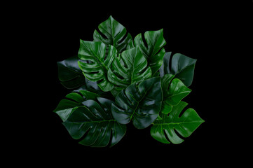 Tropical foliage plant bush floral arrangement from Monstera indoors garden nature backdrop...