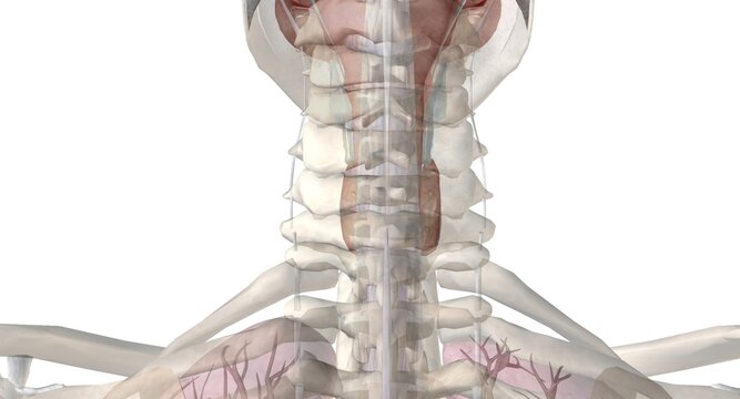 The thyroid gland is an endocrine structure located in the neck.
