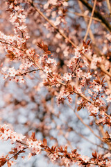 Sakura flowers closeup during spring season, beautiful branches of pink Cherry blossoms on the tree under blue sky, floral pattern, can be used as a natural background.
