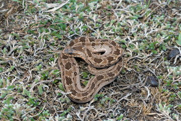Rhombic night adder (Causus rhombeatus)	