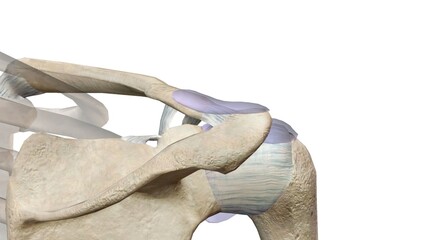 The shoulder girdle is formed by two pairs of bones, the scapula