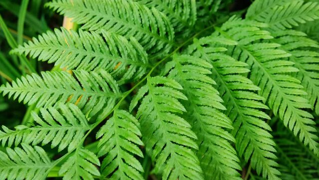 Pteris tremula Australian brake, tender brake, tender brakefern, shaking brake leaves close up