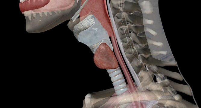 The thyroid gland is an endocrine structure located in the neck.