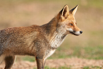 Beautiful very close side portrait of a red fox looking sideways in a forest of the natural park of sierra de andujar, in andalucia, spain