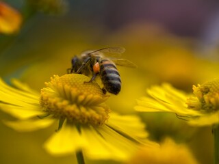 Closeup shot of a bee on a yellow helenium flower.