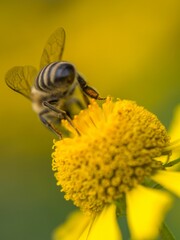 Closeup shot of a bee on a yellow helenium flower.