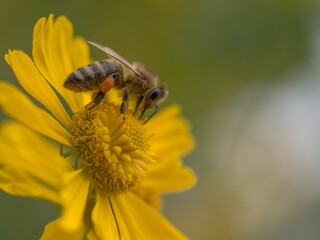 Closeup shot of a bee on a yellow helenium flower.