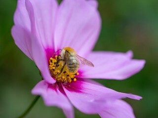 Closeup shot of a bee perched on a vibrant pink flower.