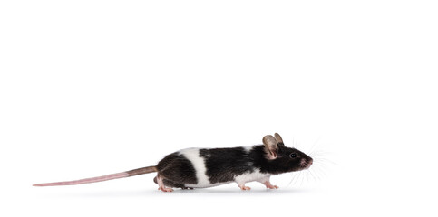 Cute black and white mouse, standing side ways. Isolated on a white background.